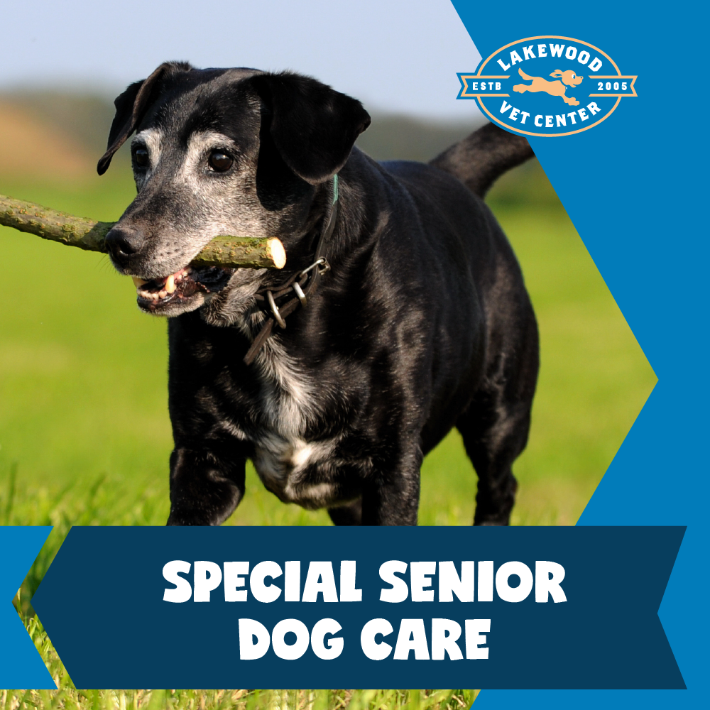 Aging Gracefully: Senior Pets and Their Special Needs