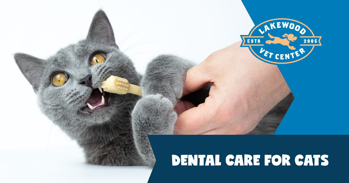 Teeth care hot sale for cats