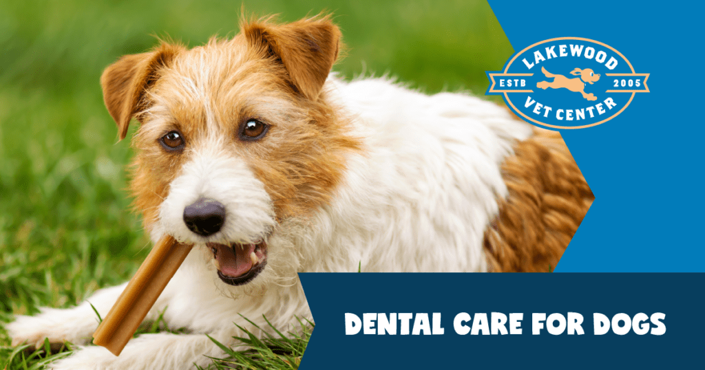 View of Canine Dental Care - Lakewood Veterinary Center